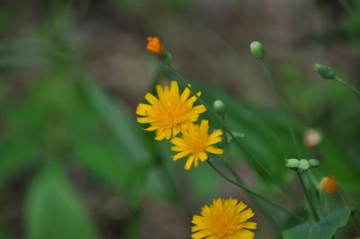 Yellow Wildflower.jpg