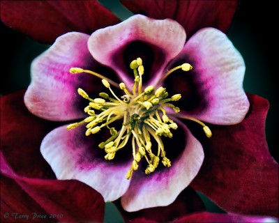 04 19 10_Flowers_0008Close_edited-2.jpg