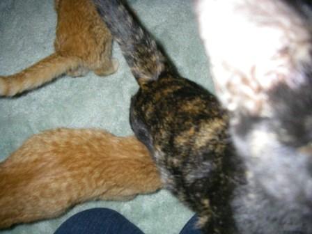 twins and black compressed.JPG