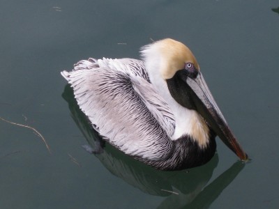 Key West, FL 052.JPG