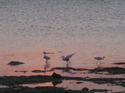 Long Key State Park 029.JPG