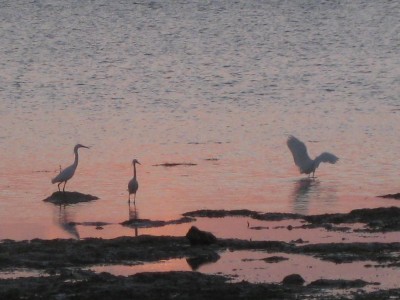 Long Key State Park 030.JPG