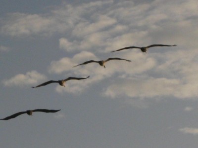 Long Key State Park 074.JPG