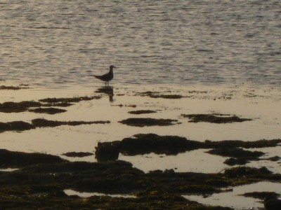 Long Key State Park 084.JPG