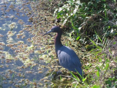 Tamiami Trail, Florida 027.JPG