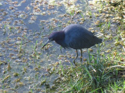 Tamiami Trail, Florida 028.JPG