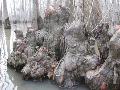Bayou Deview (15).JPG