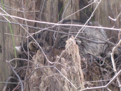 Bayou Deview 2011-03-20 043.JPG