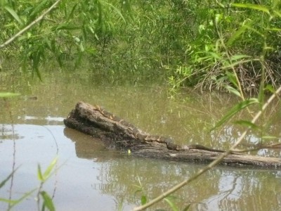 Wattensaw 5-5-2011 042.JPG