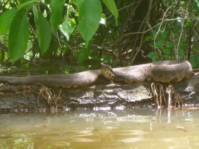 Wattensaw 5-5-2011 054.JPG