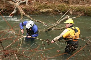 Cadron Tree IMG_5757.jpg