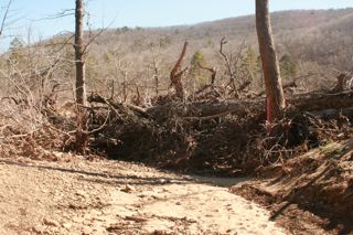 Piney Phillips Trees 2012 IMG_5892.jpg