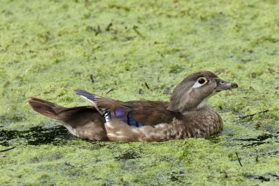 Mammoth Springs _008.jpg