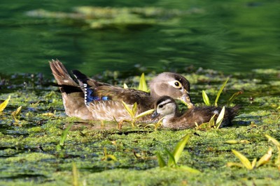 Mammoth Springs _001.jpg