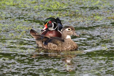 Mammoth Springs _013.jpg
