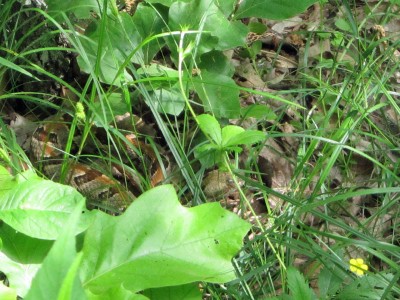 OHT 5.jpg (300.01 KiB) Viewed 1644 times OHT 5.jpg