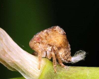 image.jpg (147.31 KiB) Viewed 2460 times image.jpg